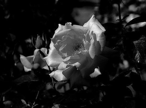 Décès de Madame PIATKO